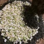 Hoai Trung Premium Jasmine Tea