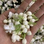 Hoai Trung Premium Jasmine Tea